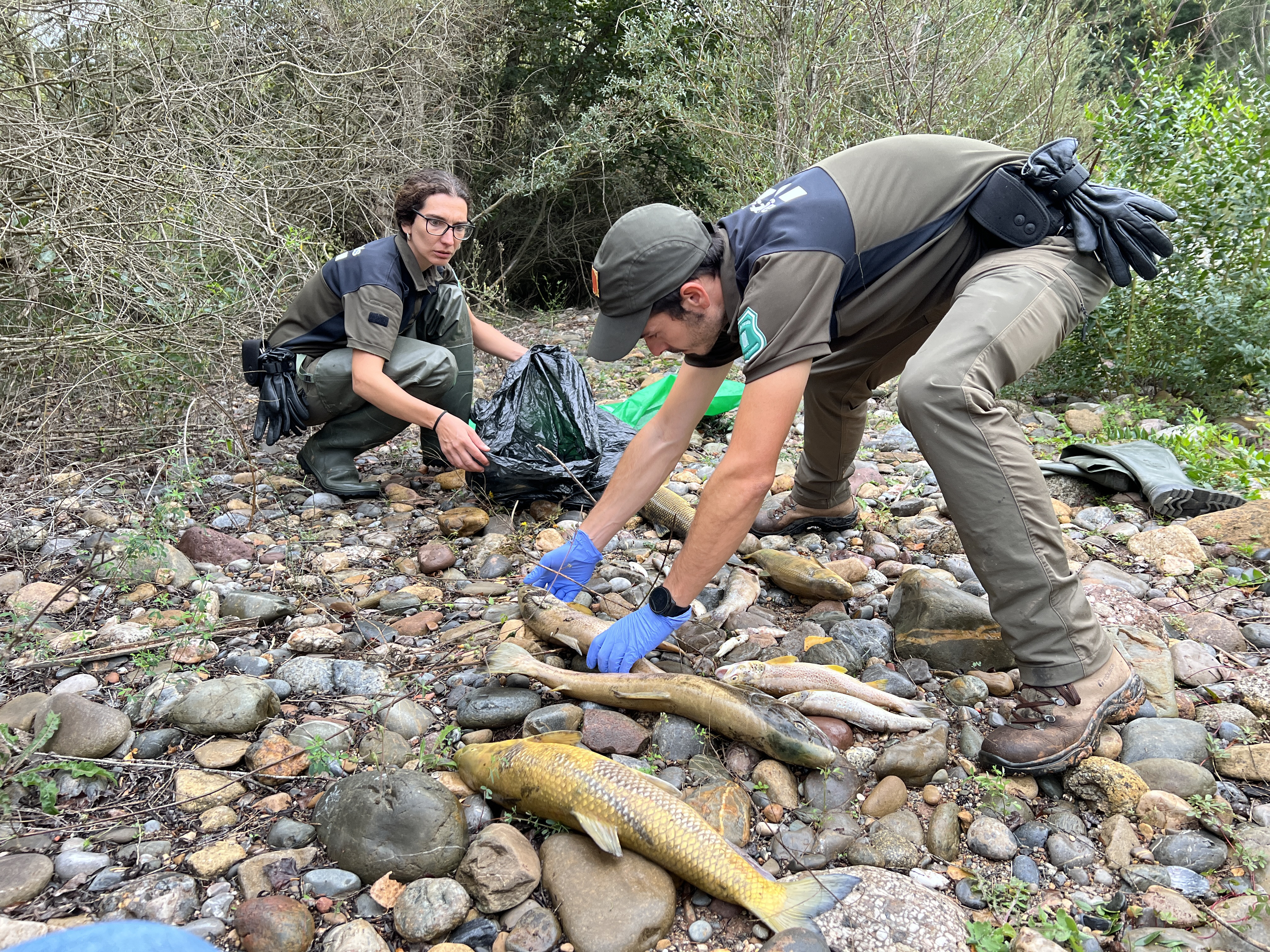 Els Agents Rurals i l’ACA investiguen la mort de desenes de peixos al tram de Talarn de la Noguera Pallaresa