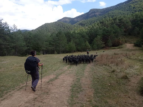 L’antiga tradició transhumant torna al Penedès