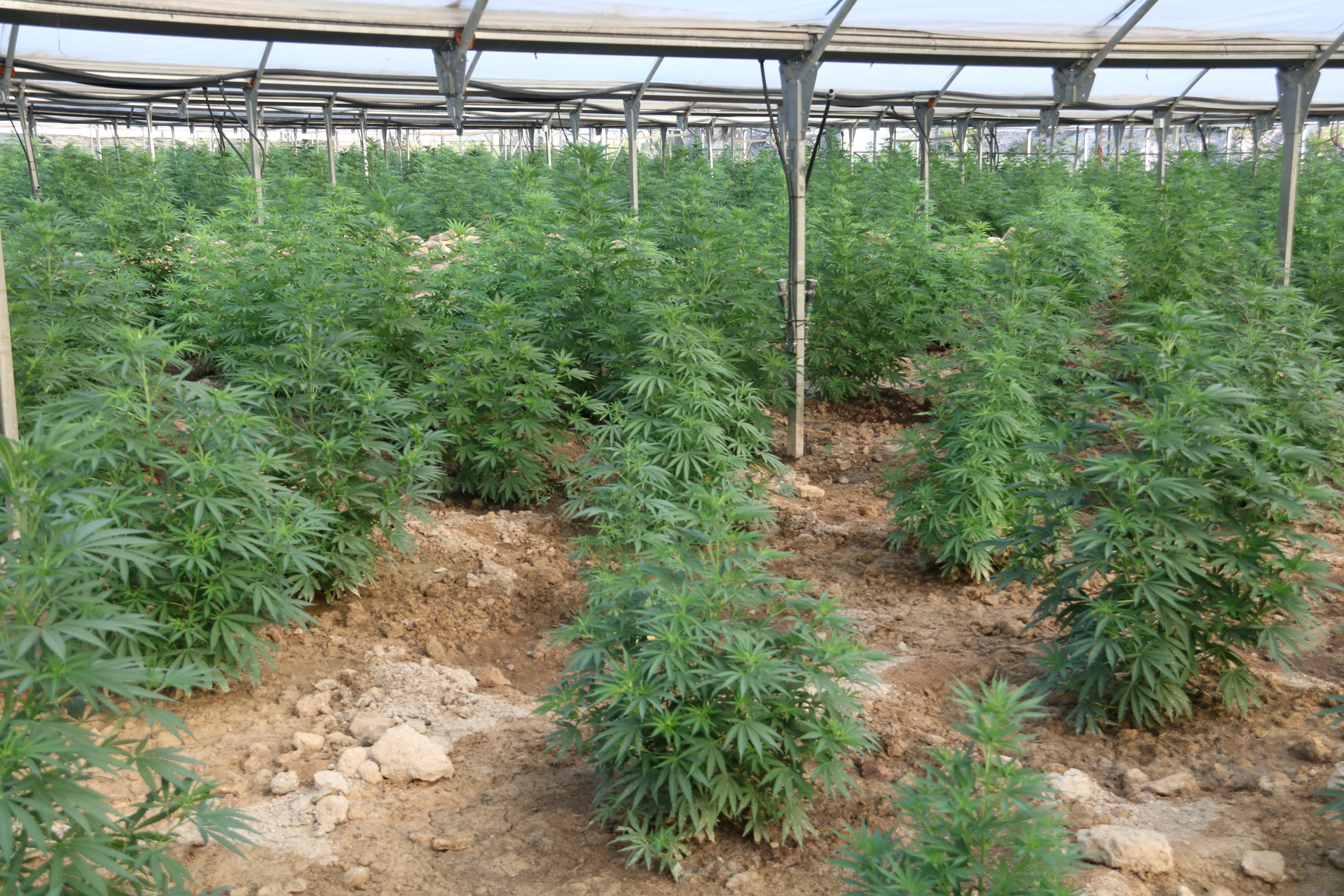 Els Mossos creuen que la sequera ha evitat que la producció de marihuana a Ponent fos enguany molt més elevada