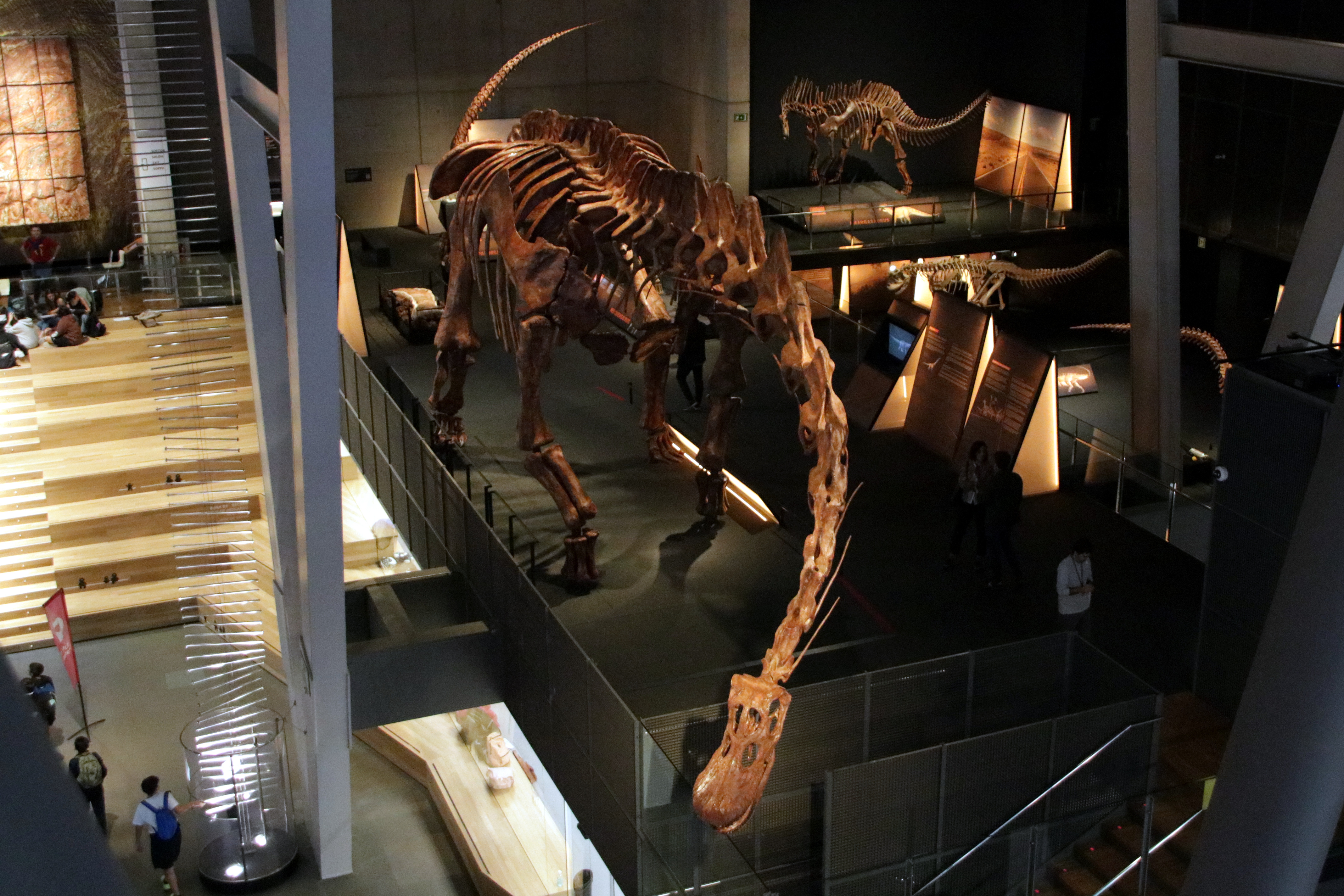 Un dinosaure de prop de 40 metres de llarg de la Patagònia, protagonista d’una mostra al CosmoCaixa