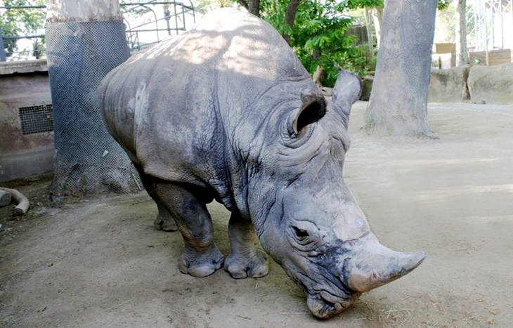Mor al Zoo de Barcelona el Pedro, el rinoceront blanc més longeu d’Europa