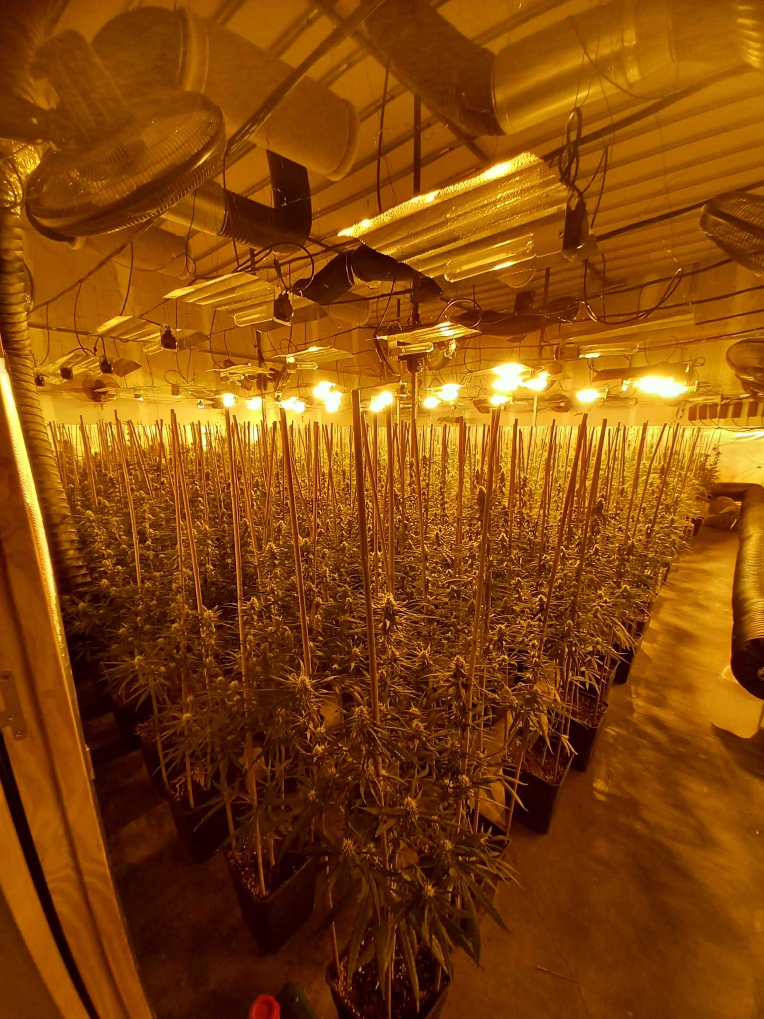 Detinguts quatre homes que volien robar en una de les naus de Reus on s’havia desmantellat una plantació de marihuana