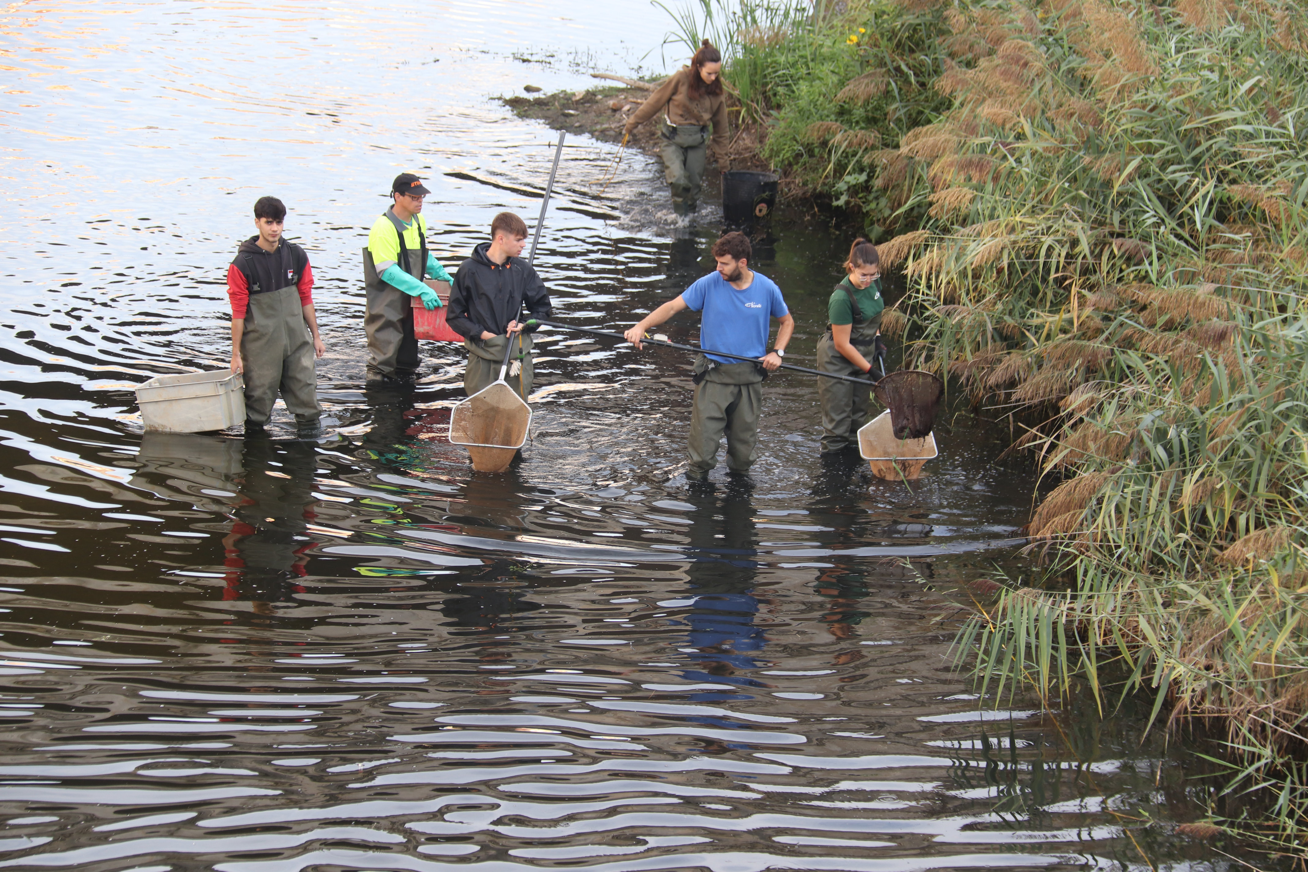 Girona torna a pescar peixos de l’Onyar per traslladar-los al Ter pel poc cabal del riu