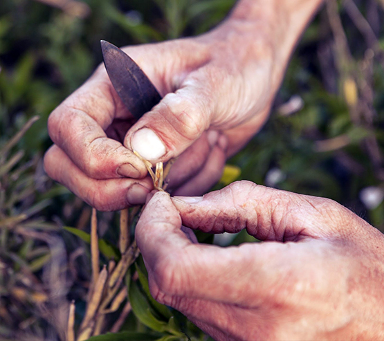 Eixarcolant engega un nou projecte de recuperació de varietats agrícoles tradicionals de l’Alt Penedès