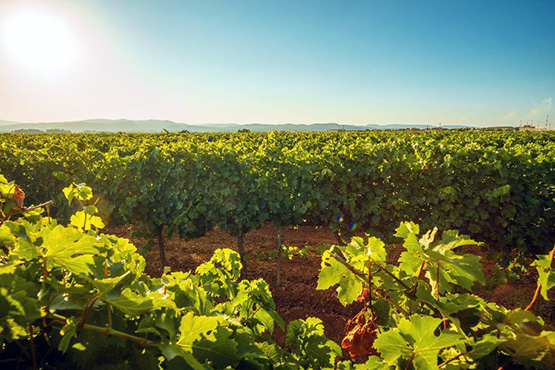 Vint-i-un cellers elaboradors de cava obriran portes avui gratuïtament o de forma solidària