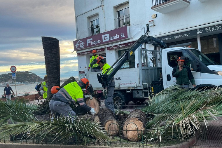 Blanes retirarà 13 palmeres afectades i malmeses per l’escarabat morrut