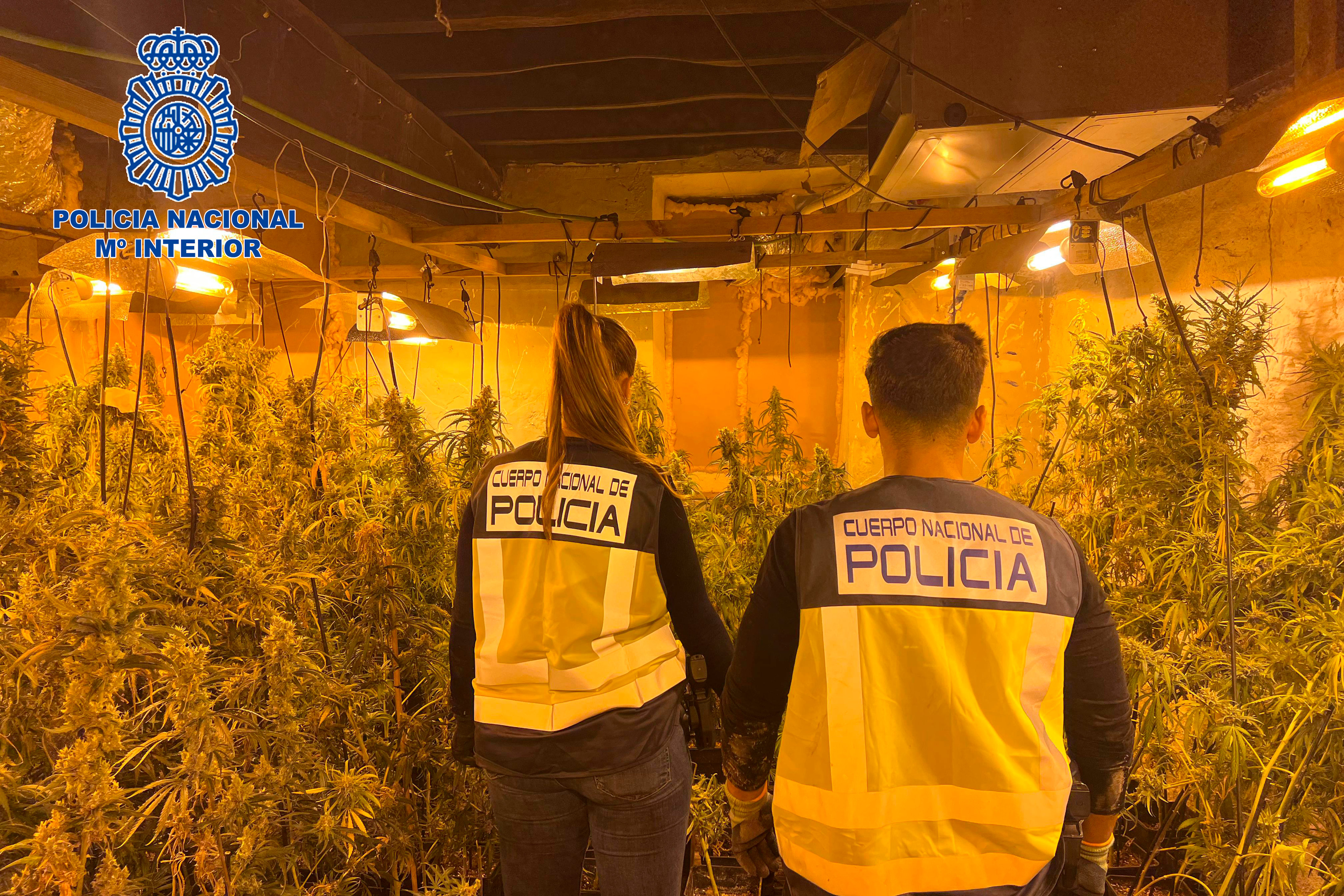 Quatre detinguts per un cultiu de 758 plantes de marihuana en una masia de Caldes de Malavella