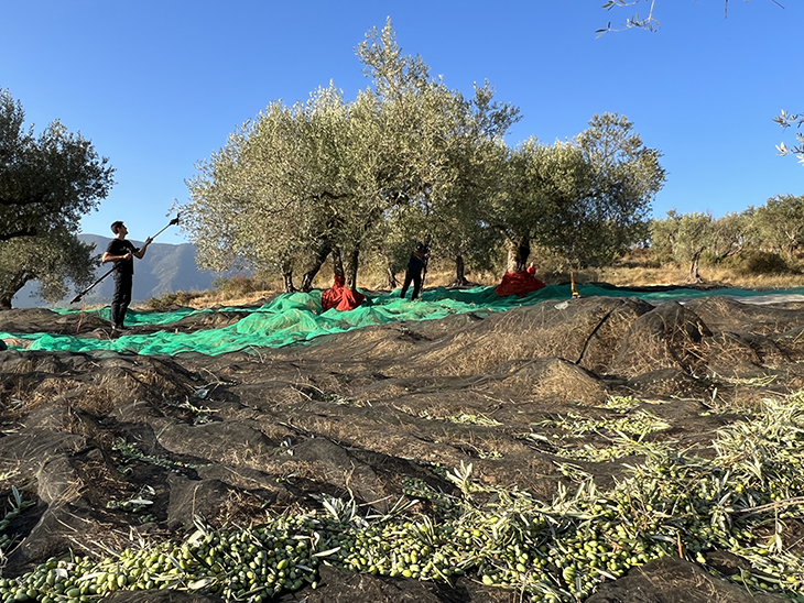 Les altes temperatures i la sequera avancen més d’un mes la collita d’olives al Pallars Jussà