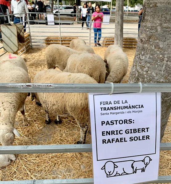 Dijous tornarà la Festa de la Transhumància dels Monjos