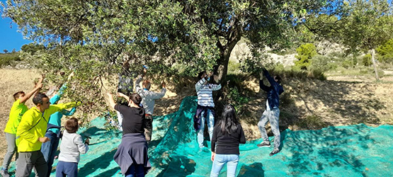 Avui es farà un taller de collir olives a la muntanya de Sant Pau