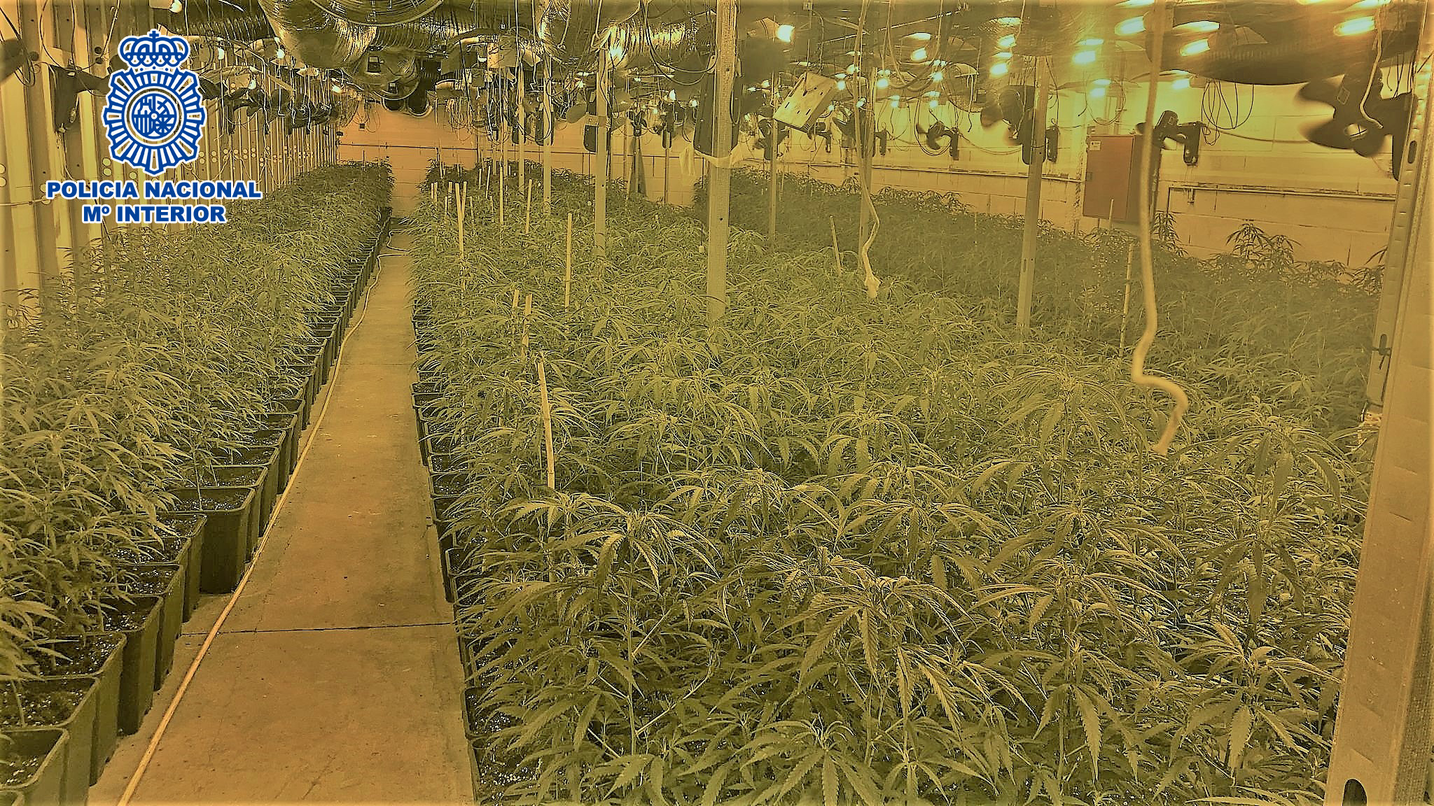 Detingut el responsable d’una nau de Mollet del Vallès on s’hi cultivaven 1.350 plantes de marihuana