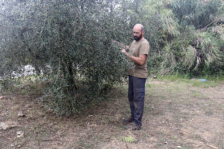 Un pagès de Vilallonga del Camp, impotent perquè li prenen 200 quilos d’olives la nit abans de collir-les