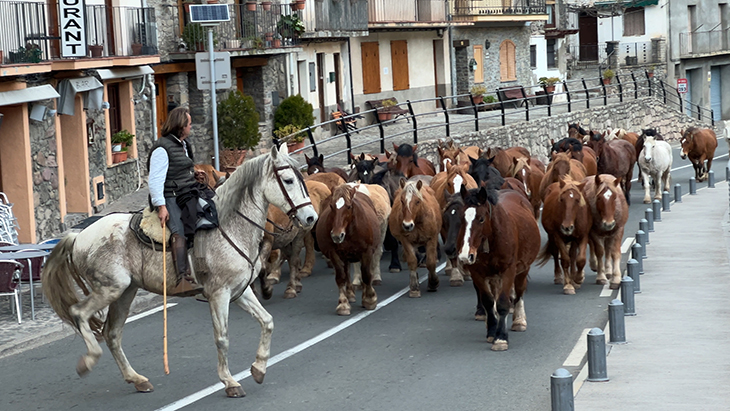 La transhumància de cavalls a peu continua viva al Pallars