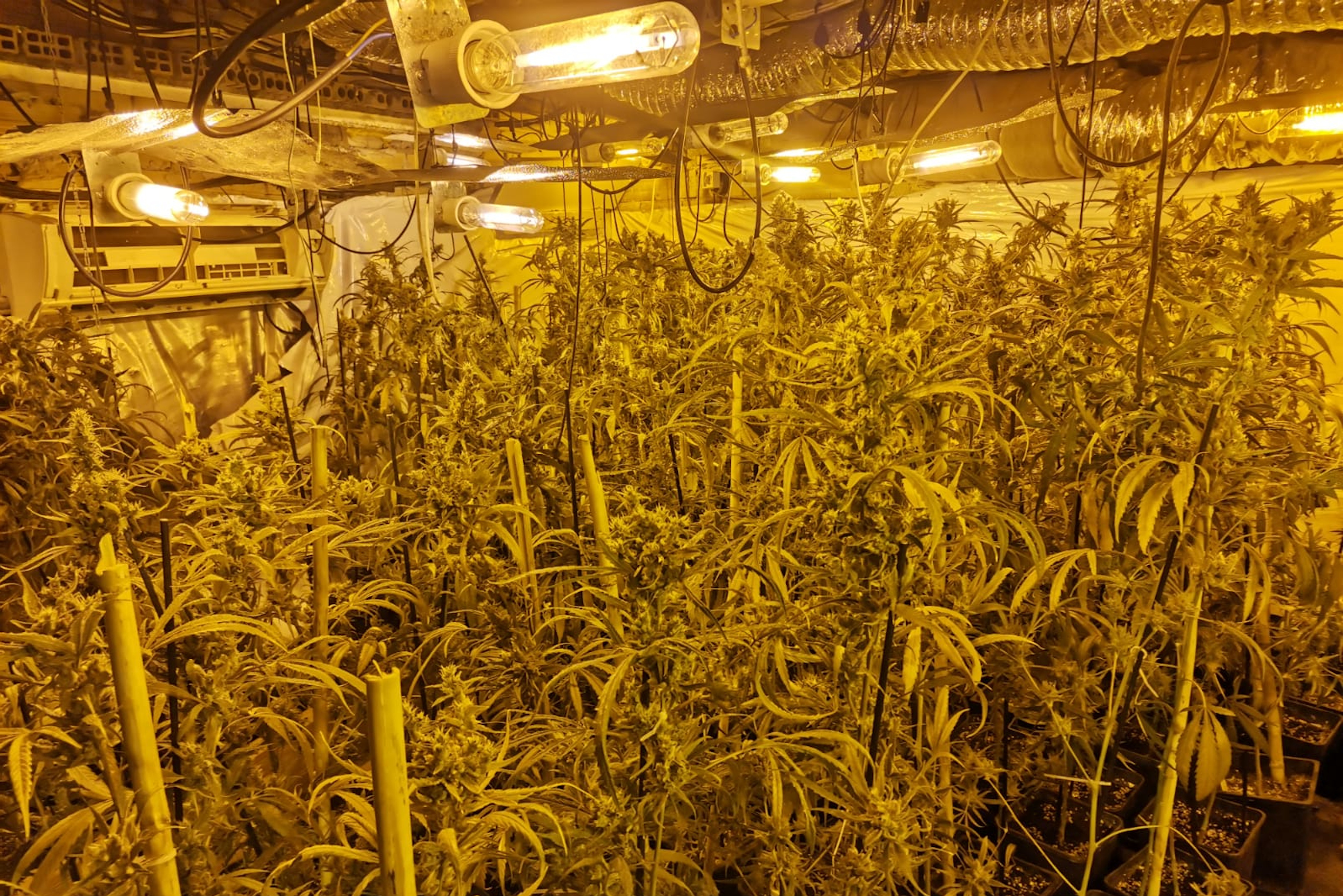 Detingudes dues persones que tenien un cultiu amb més de 600 plantes de marihuana a Vilabertran