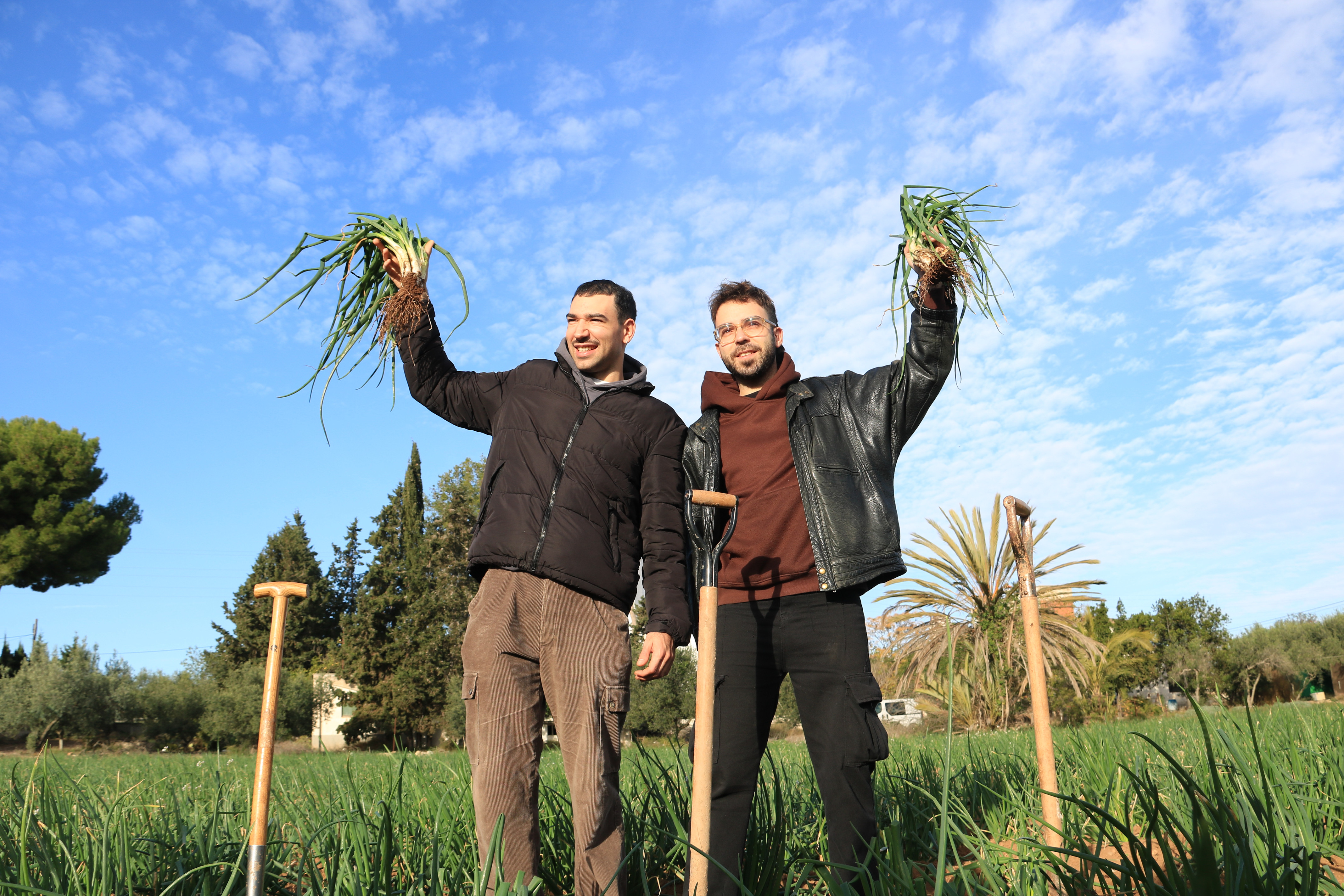 La IGP Calçot de Valls arrenca temporada amb una previsió de producció d’una qualitat “excel·lent” malgrat la sequera