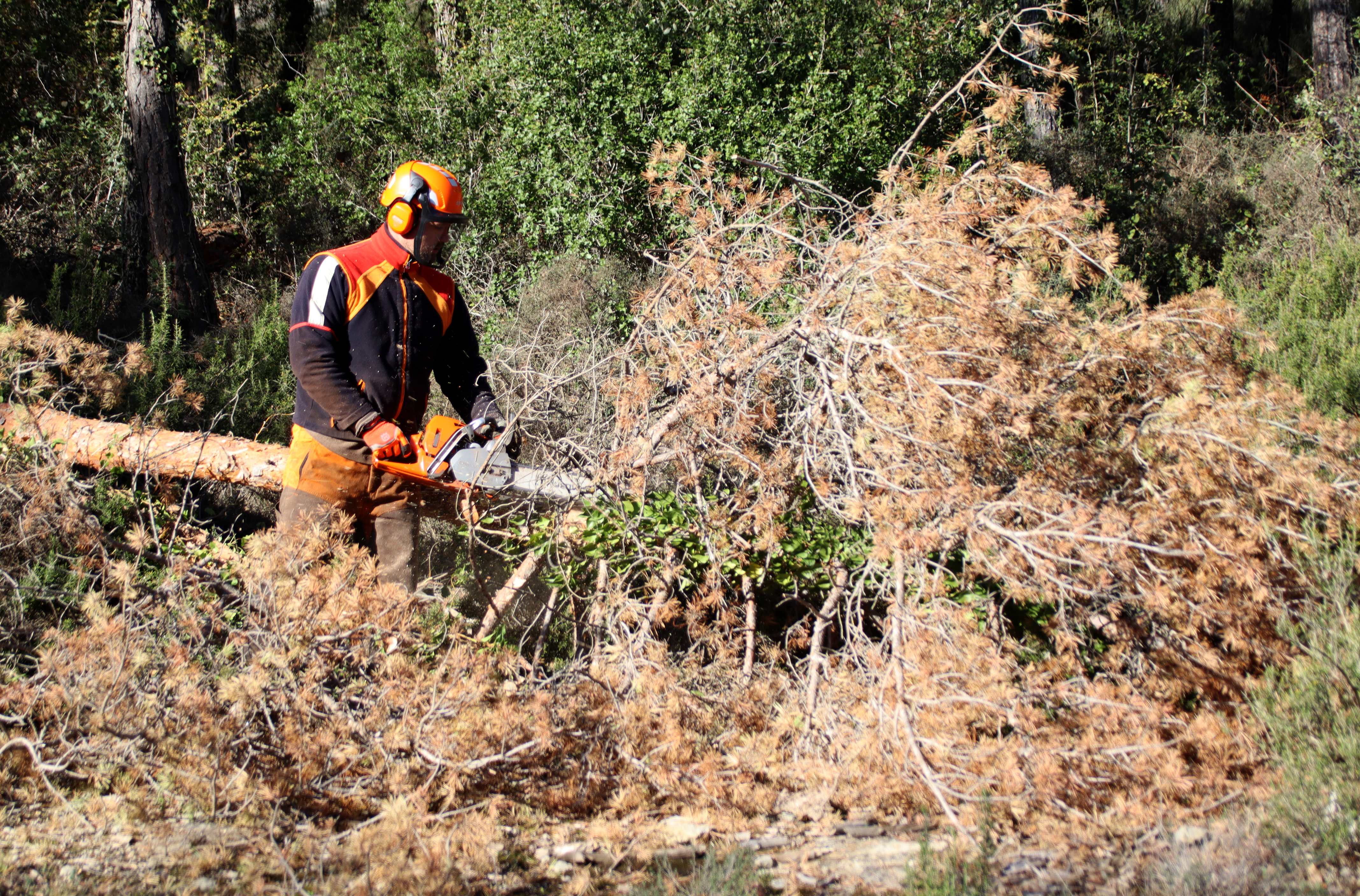 La sequera fa estralls als boscos de la Catalunya Central: 1 de cada 10 arbres està tocat de mort