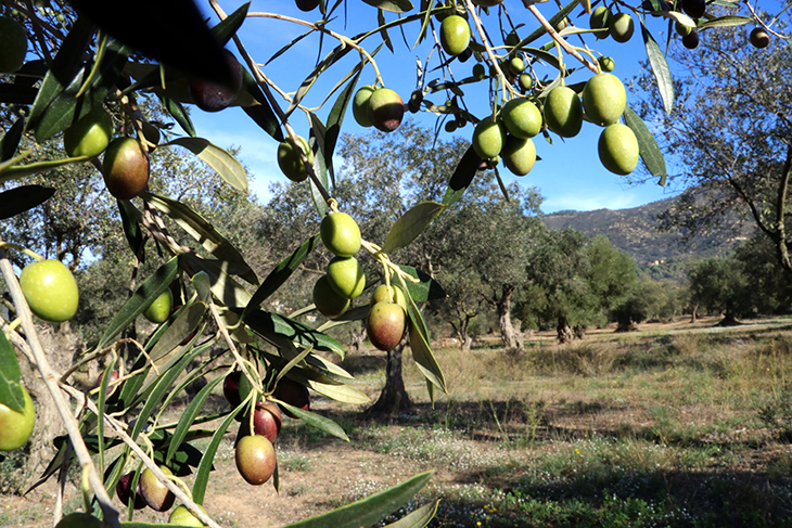 La DOP Empordà preveu la collita més “minsa” de les últimes dècades per la sequera però amb un oli de “molta qualitat”