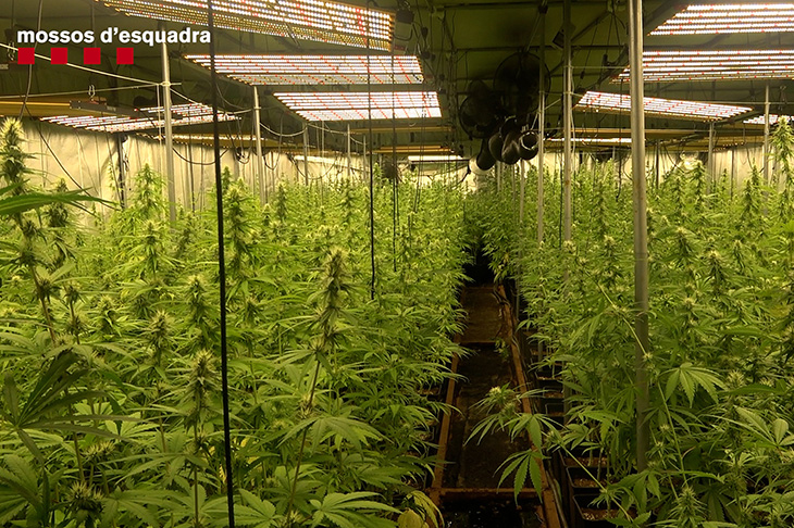 El grup criminal desarticulat a l’Alt Empordà exportava marihuana a Europa i blanquejava els diners amb cases de luxe