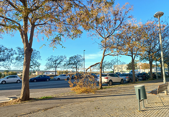 El fort vent del cap de setmana va fer caure diverses branques d’arbres a Vilafranca