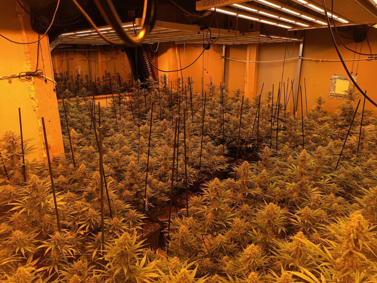 Detingut un jove de 22 anys que tenia un cultiu de 955 plantes de marihuana a la urbanització Aigüesverds de Reus