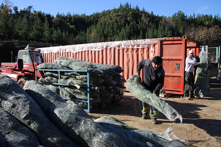 Els cultivadors d’arbres de Nadal es mostren preocupats per l’impacte de la sequera en els exemplars joves