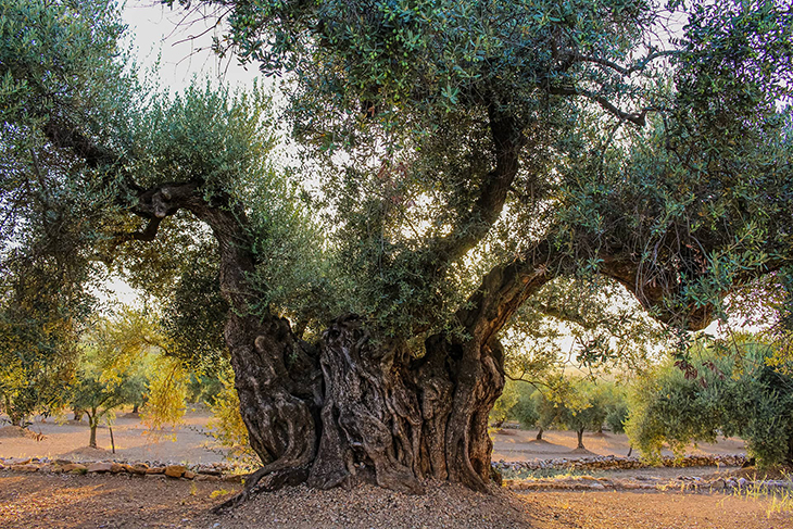 Les 48 oliveres mil·lenàries rescatades de vivers pel Govern es replantaran al seu lloc d’origen abans de final d’any
