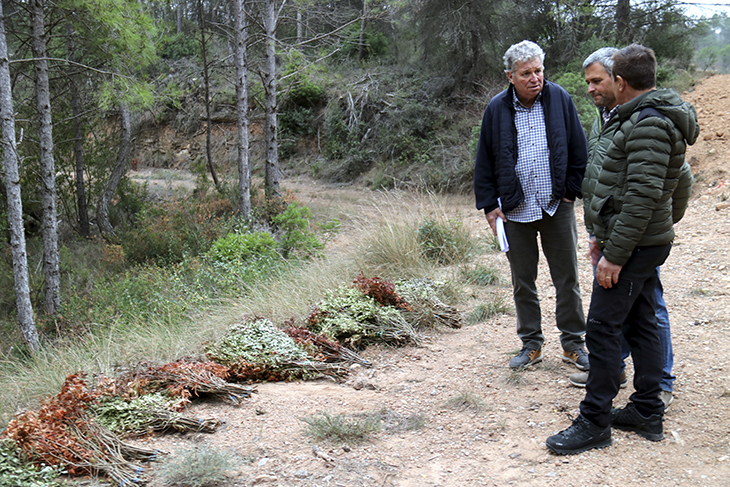 Preocupació entre els propietaris forestals de la Catalunya Central perquè s’ha “disparat” l’espoli del llentiscle