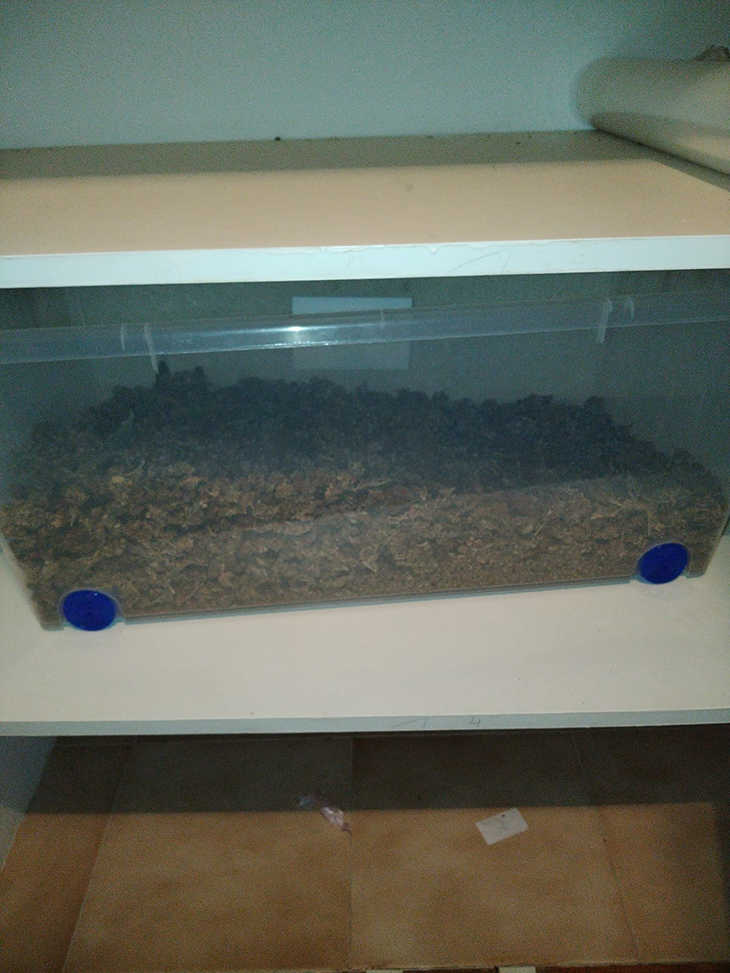Desmantellen un cultiu amb 350 plantes de marihuana en una casa de Pont de Molins