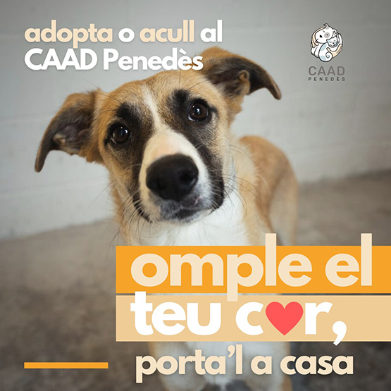 Crida del CAAP Penedès a l’adopció de gossos i gats