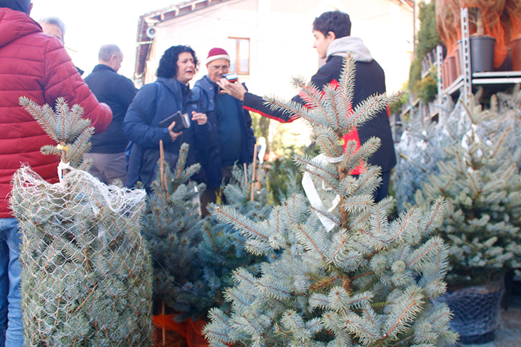 La Fira de l’Avet d’Espinelves obre portes esperant vendre 3.000 arbres de Nadal i rebre 90.000 visitants