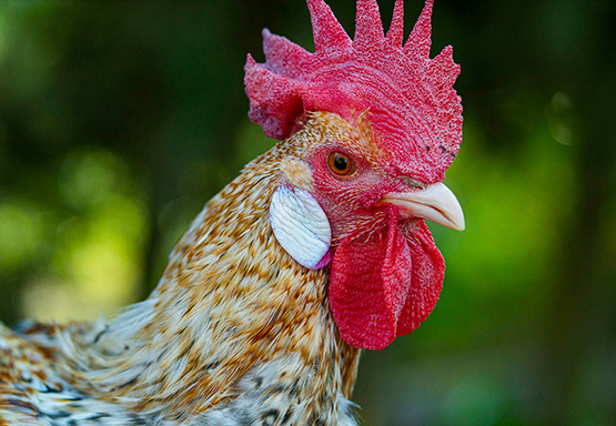 L’Associació de Criadors de Gallines de Raça Penedesenca celebra el seu vintè aniversari