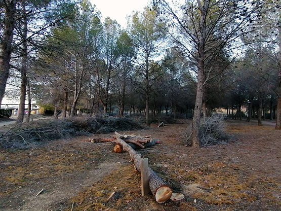 Talen prop de 100 arbres morts per la sequera als Monjos