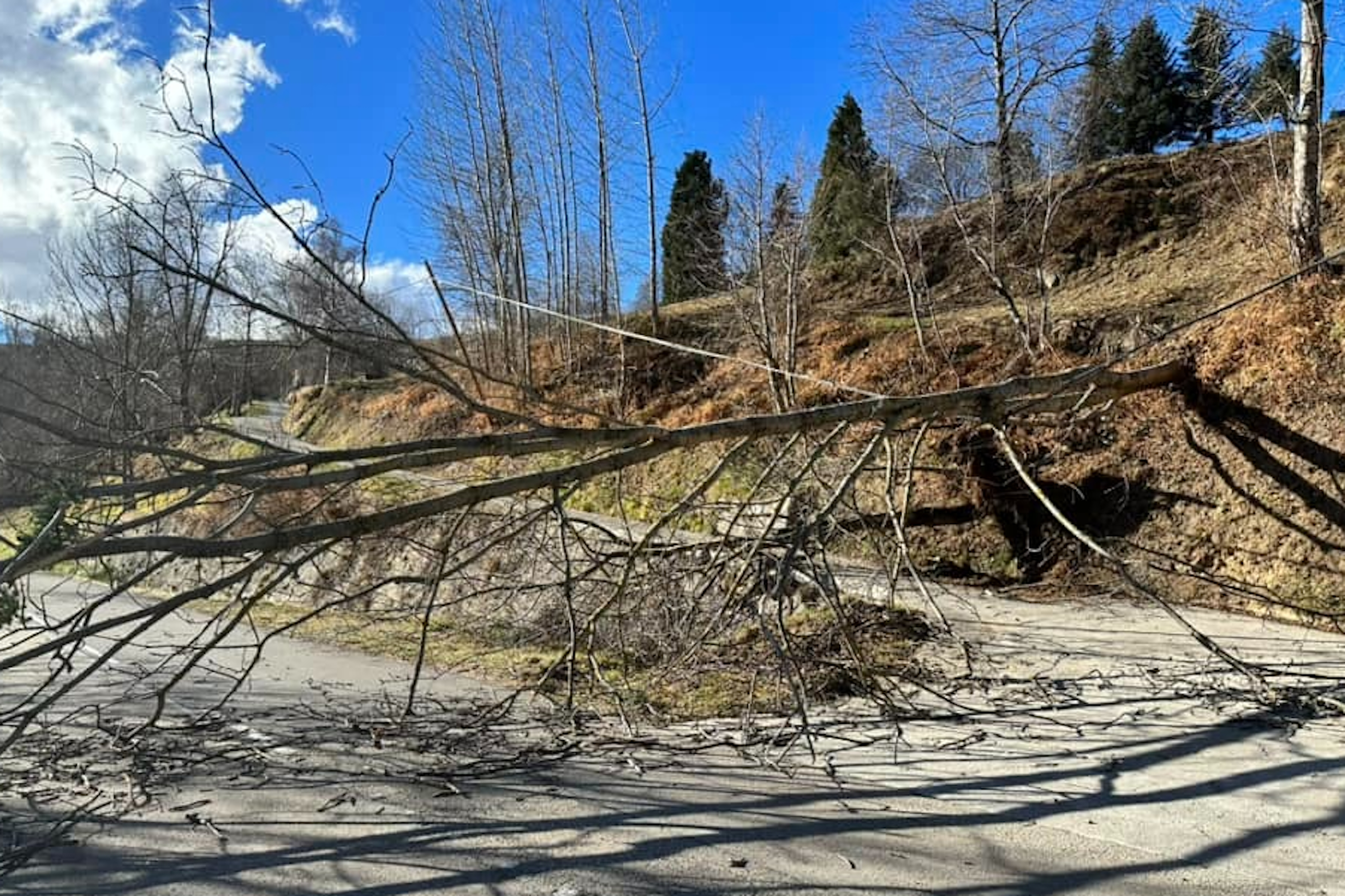 Veïns d’Espinavell es queden sense fibra òptica per la caiguda d’arbres pel vent
