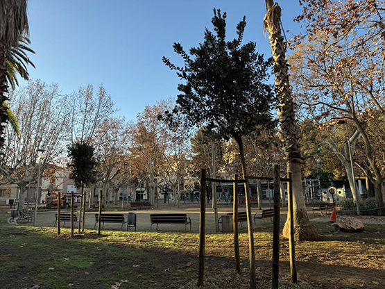 Un centenar d’arbres nous en la campanya de reposició de l’arbrat a Vilafranca