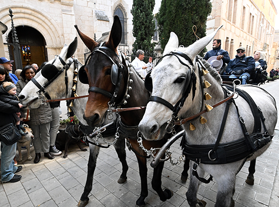 A les 13h es beneiran els animals davant l’Església de Sant Francesc de Vilafranca