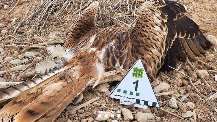 Denunciat un home per posar un gran nombre d’esquers enverinats amb rodenticida al Pla d’Urgell per eliminar conills