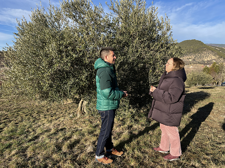 Identifiquen un total de 29 varietats locals d’olivera al Pallars Jussà