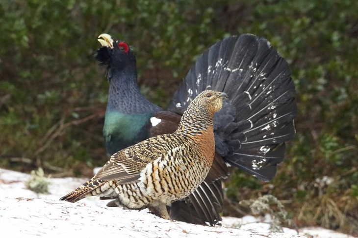 Detecten paràsits sanguinis als galls fers del Pirineu català