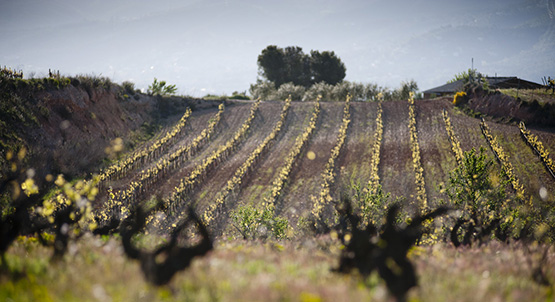 Corpinnat insta a adequar les plantacions de vinya per fer front a la sequera i reaprofitar l’aigua de pluja