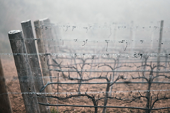 Un grup de viticultors del Penedès sol·licita reg de suport al conseller Mascort