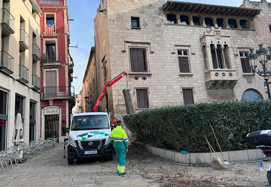 Retiren el xiprer de la plaça Jaume I que es va incendiar la passada Festa Major