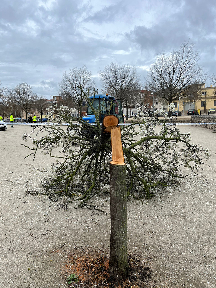 Els Mossos investiguen la tala il·legal de 17 arbres al parc de Valldaura d’Igualada