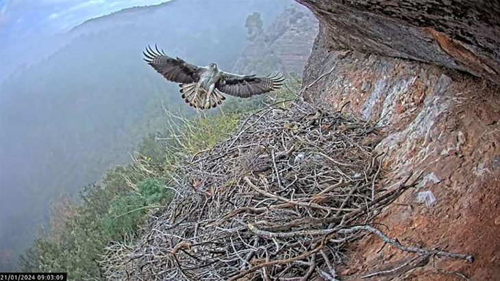 Una càmera d’alta definició permetrà seguir la nidificació d’àguiles al Parc Natural de Sant Llorenç del Munt i l’Obac