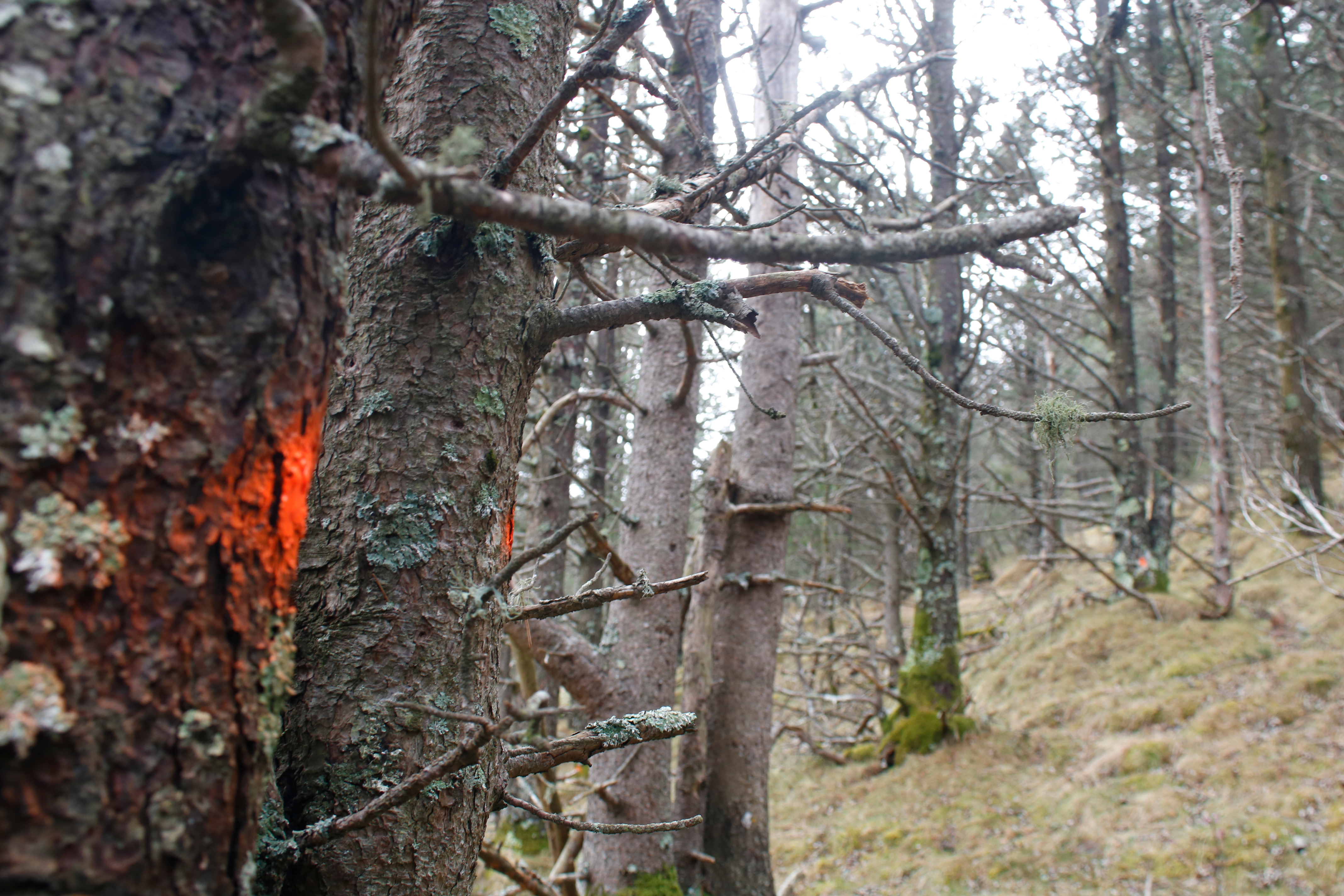 Acció Climàtica retirarà un de cada quatre arbres d’una finca pública a Molló per incrementar l’aigua a la conca del Ter