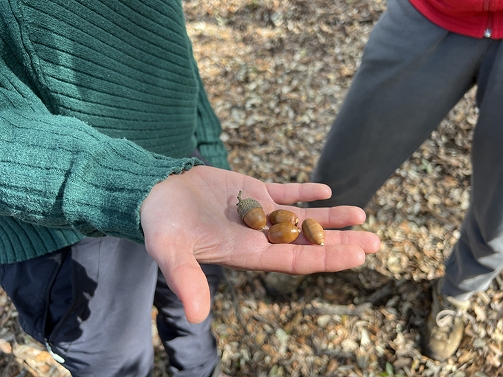 Neix ‘Plantes Oblidades’, una iniciativa pionera a Catalunya per donar valor als productes alimentaris del bosc