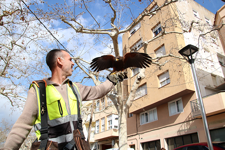 Falcons per frenar poblacions de coloms i estornells, l’aposta del Morell per combatre la brutícia