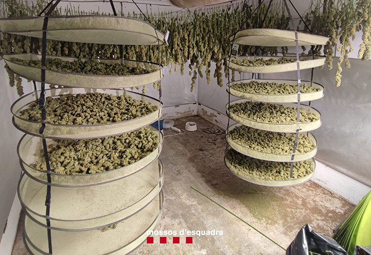 Tres detinguts i prop de 28 quilos de cabdells de marihuana intervinguts pels Mossos en una casa ocupada a Blanes