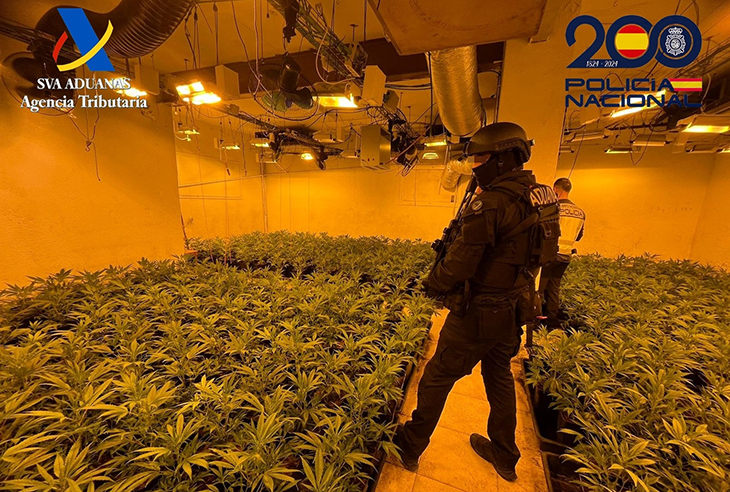 Dos detinguts en el desmantellament d’un cultiu amb 743 plantes de marihuana en un soterrani de Riells i Viabrea