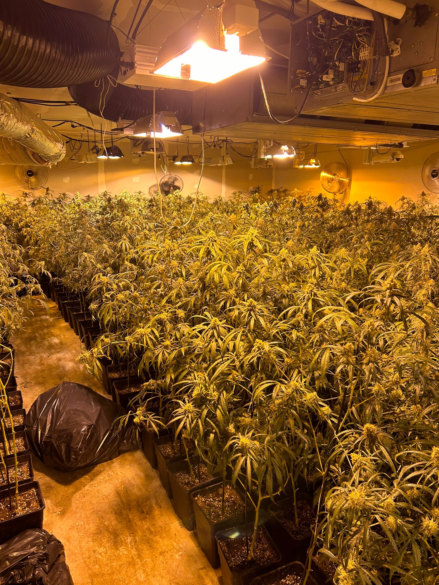 Quatre detinguts i una plantació de marihuana desmantellada en una nau a l’Ametlla del Vallès