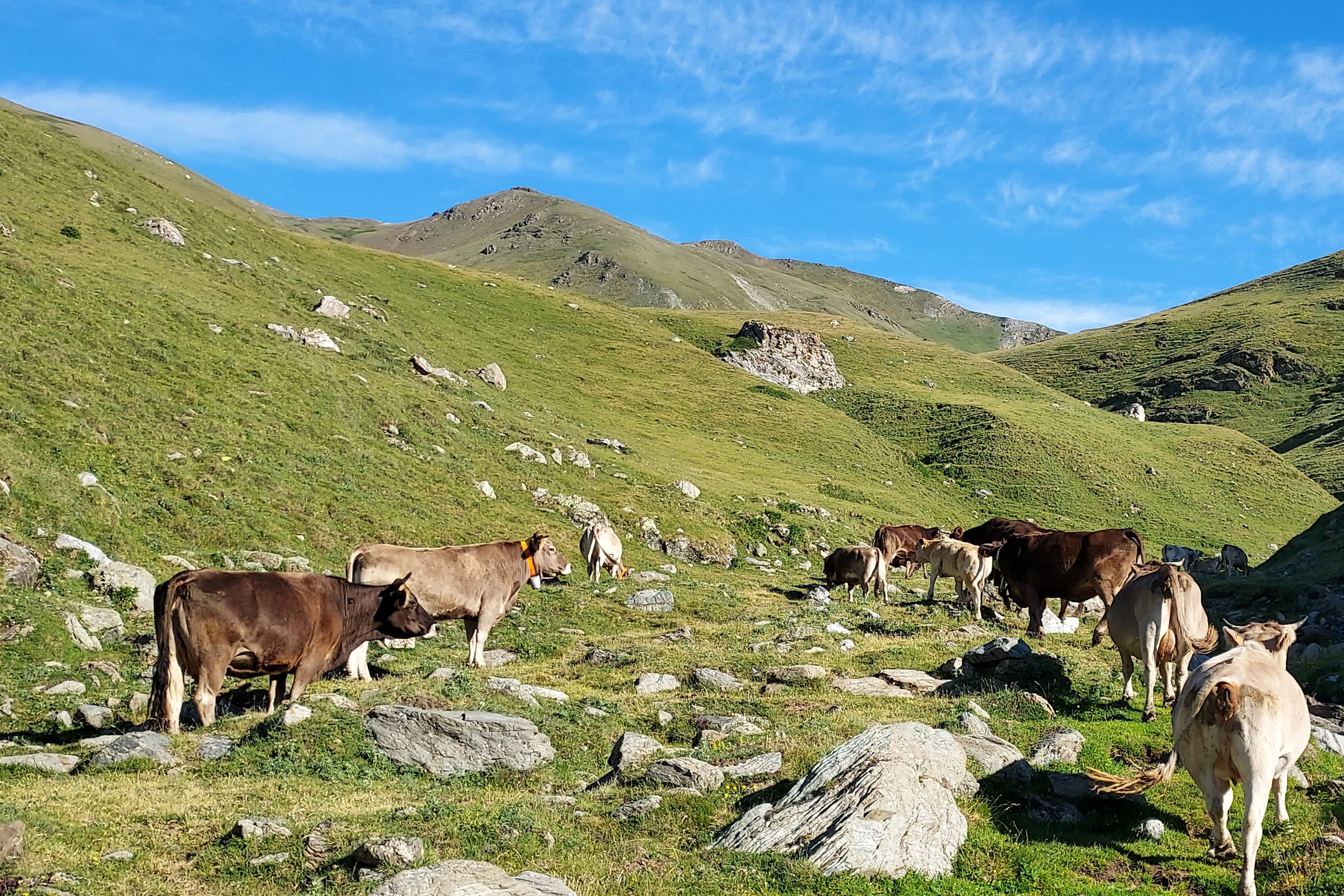 La Vall de Camprodon vol adaptar l’agricultura i ramaderia al canvi climàtic i guanyar autosuficiència energètica